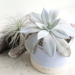 odoropot Cylinder Glazed Pot Lavender S