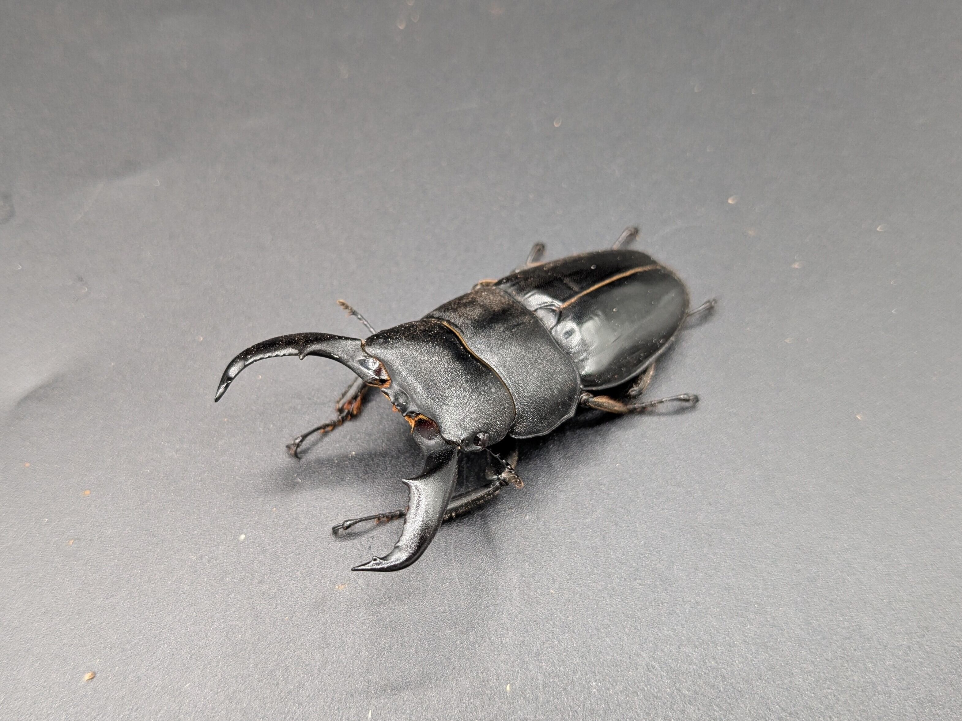 クワガタムシ | クワガタムシ・カブトムシ専門ショップ CIEL