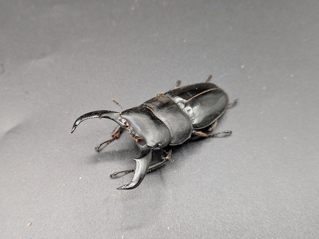 アマミヒラタクワガタ　♂63ｍｍ♀37ｍｍ