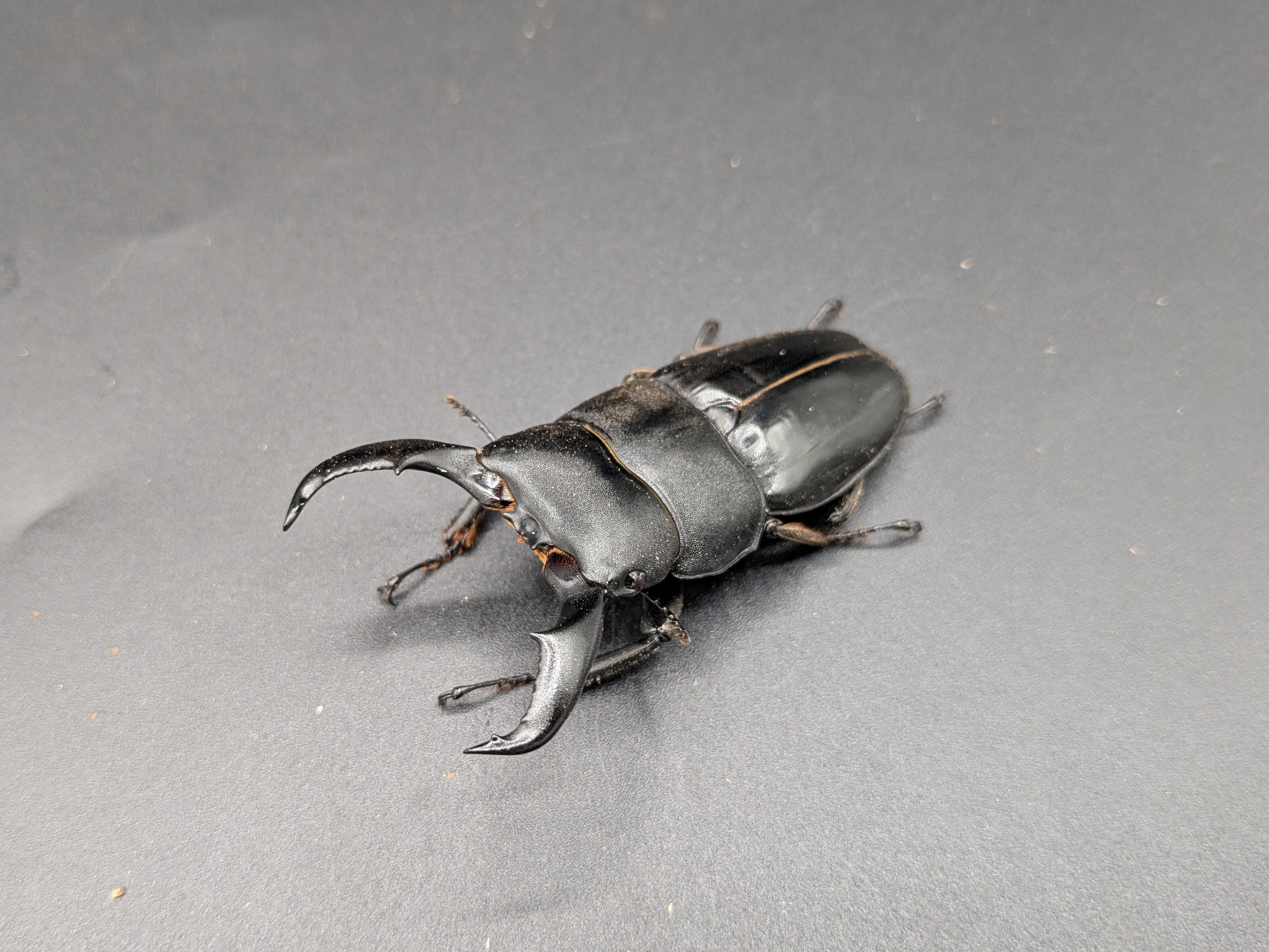 アマミヒラタクワガタ ♂63mm♀37mm