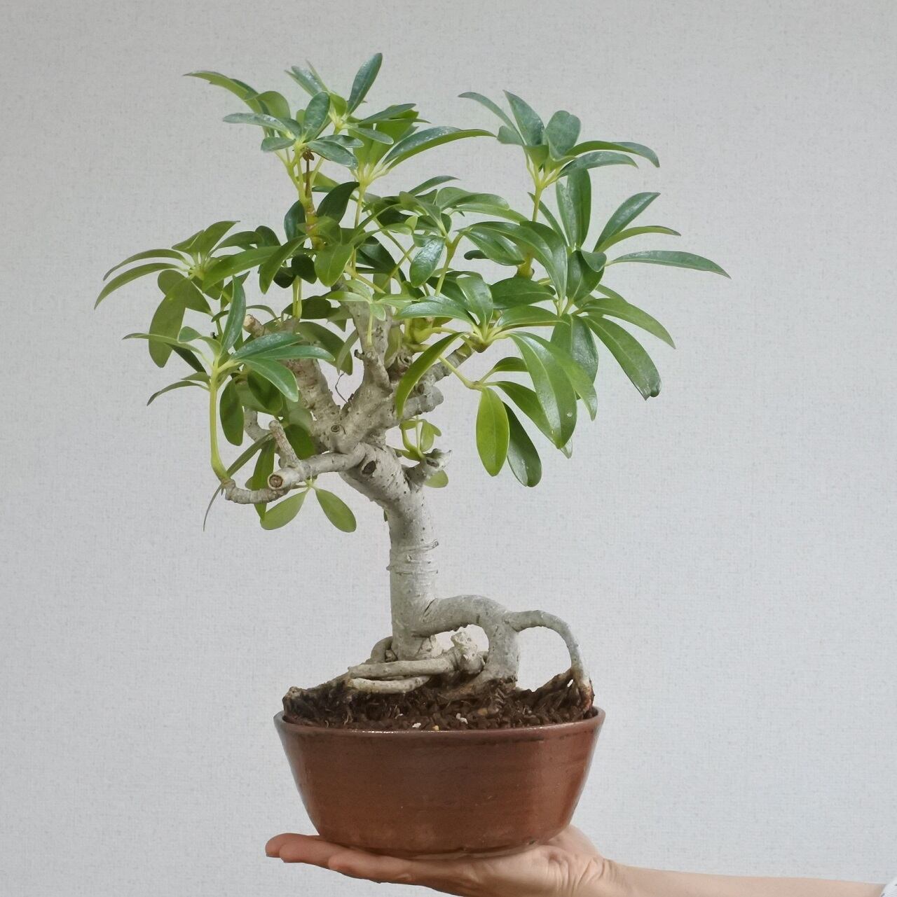 観葉植物＞根上シェフレラ ＜S4＞ | BONSAI 鉄と山 | Garden Times