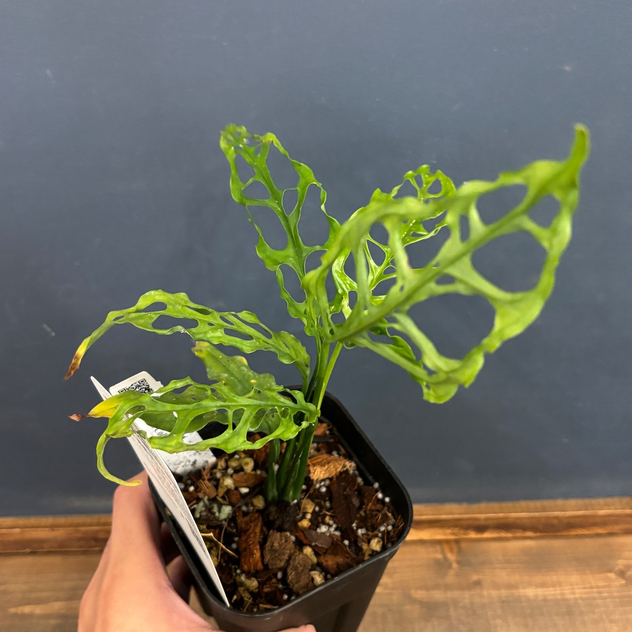 モンステラ　オブリクア　ペルー【391】