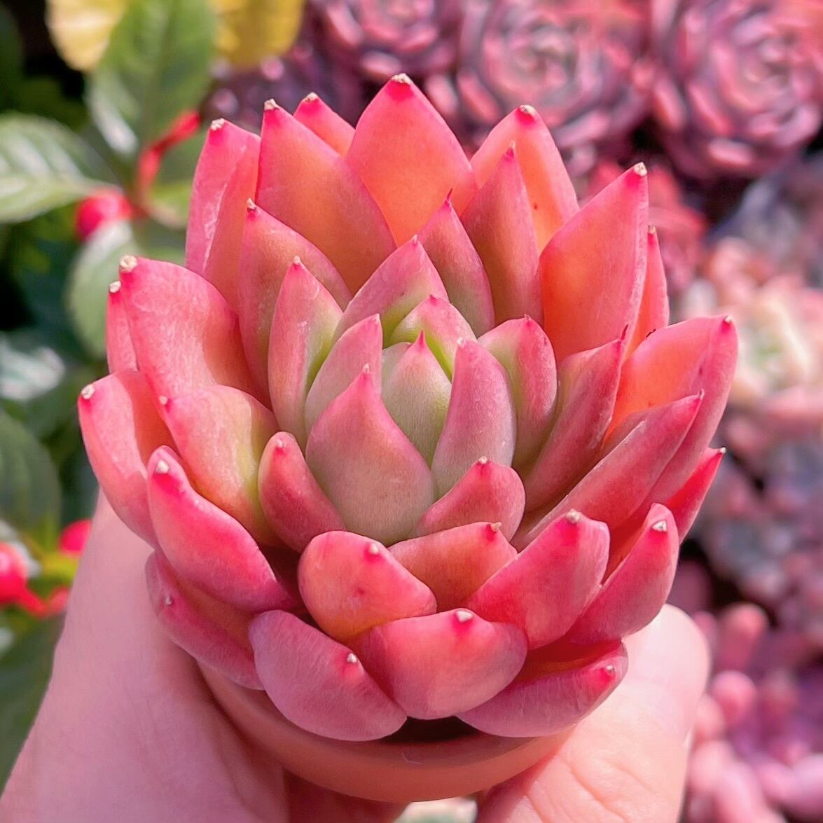 多肉植物　アガボイデスルブラ　新入荷　るる農園