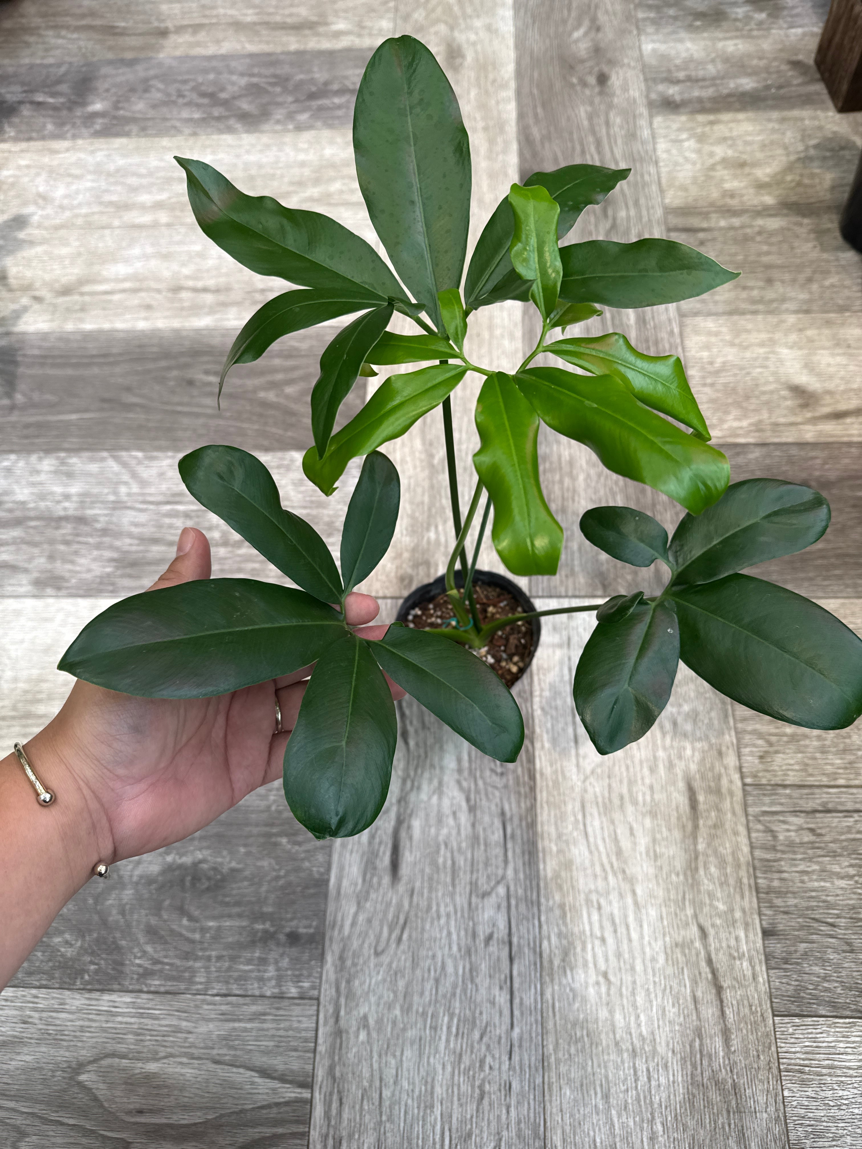 フィロデンドロン・エレガンス（木化株） フィロデンドロン・エレガンス（木化株） フィロデンドロン