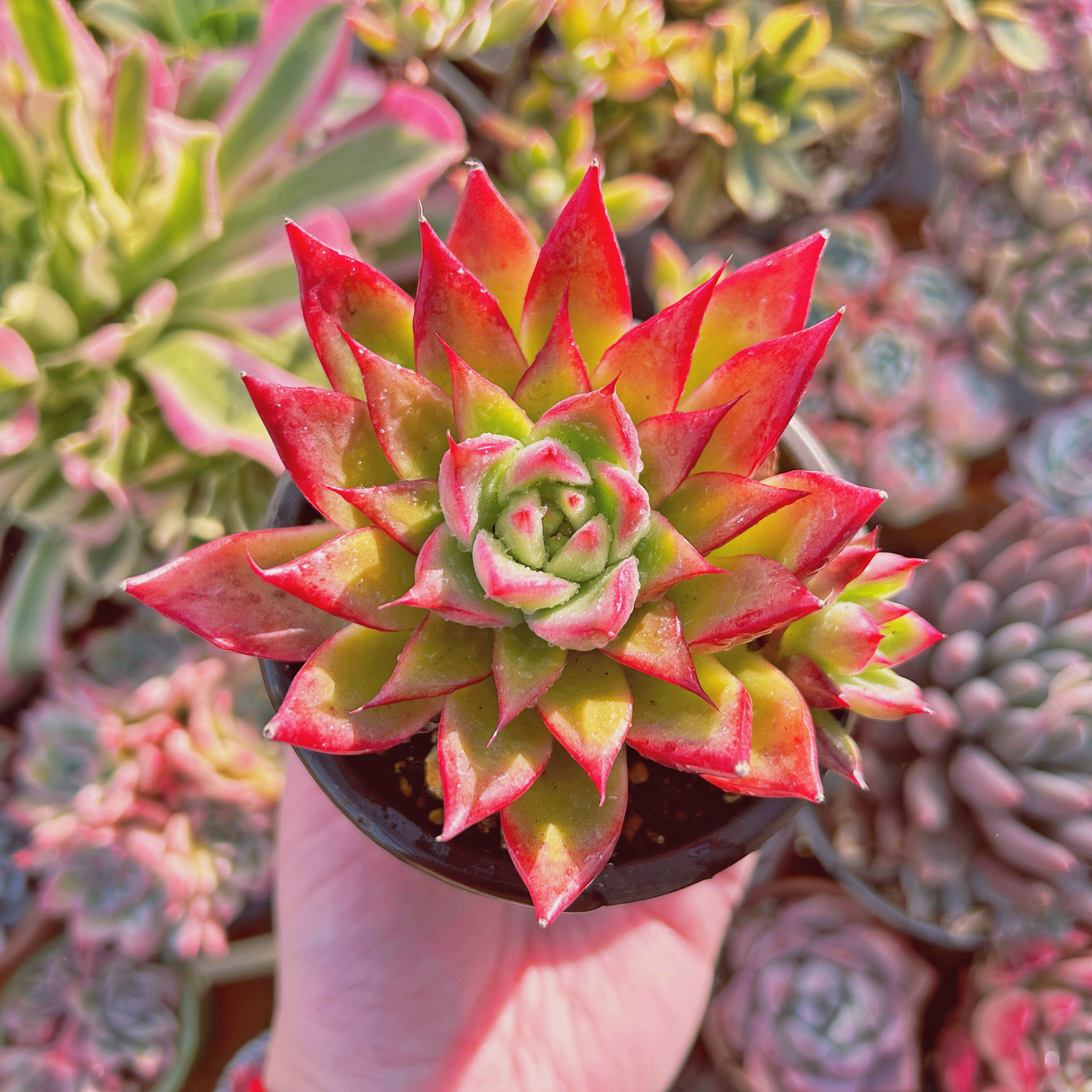 現物　多肉植物　蟠桃　抜き苗