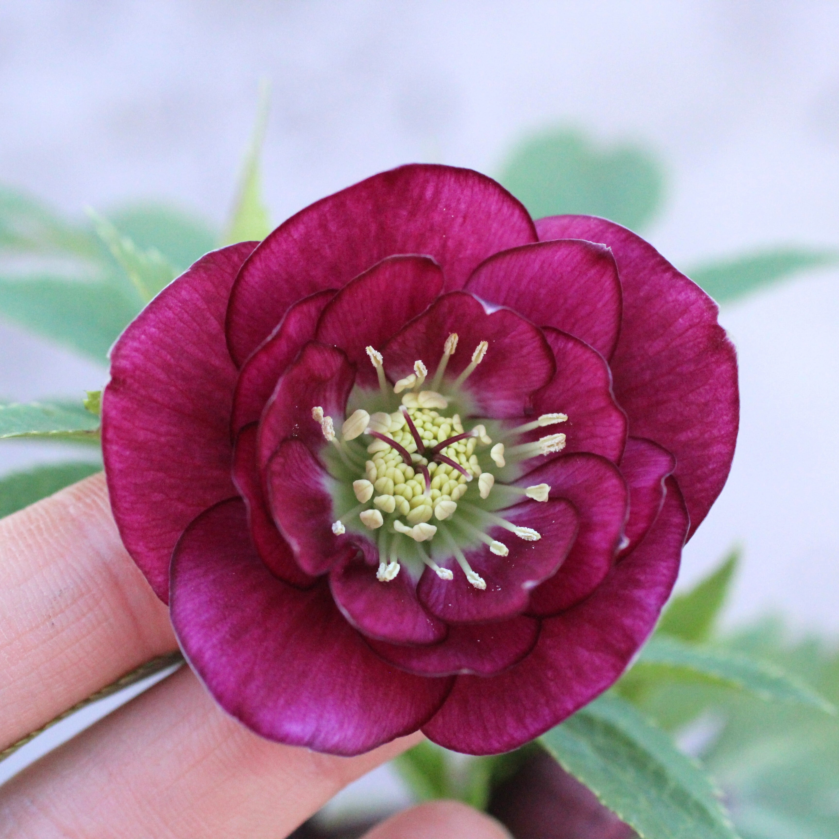 WS26-020 クリスマスローズ ウィンターシンフォニー レッド