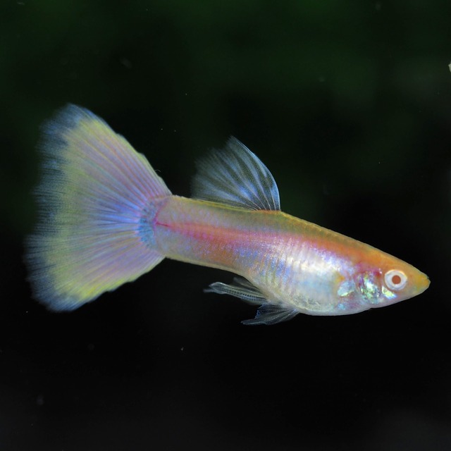 RREAモスコーピンクリボン 若魚1カルテット＋おまけ1ペア＋リボンオス1匹