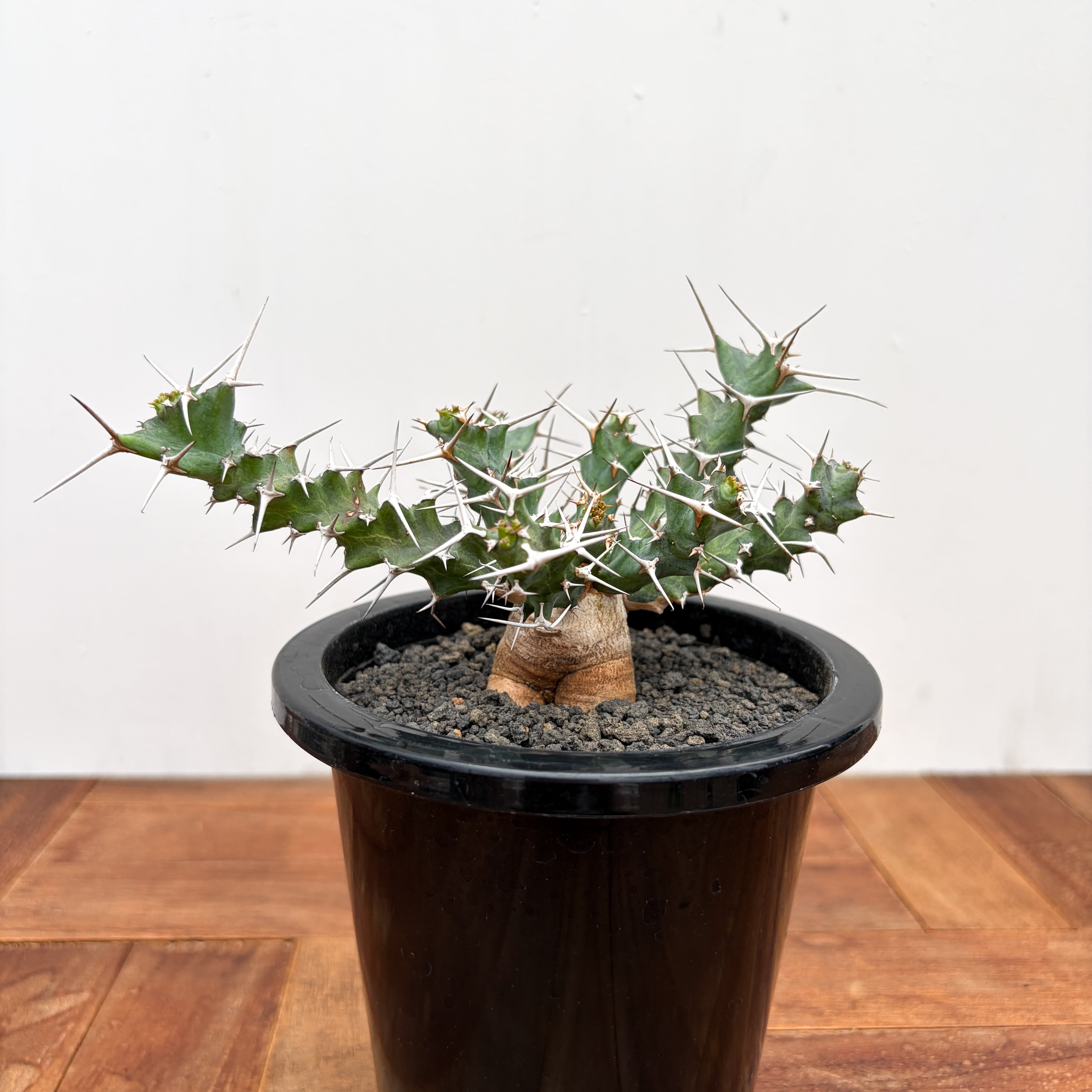 Euphorbia atroviridis【ユーフォルビア・アトロビリディス】 | RIMO'S