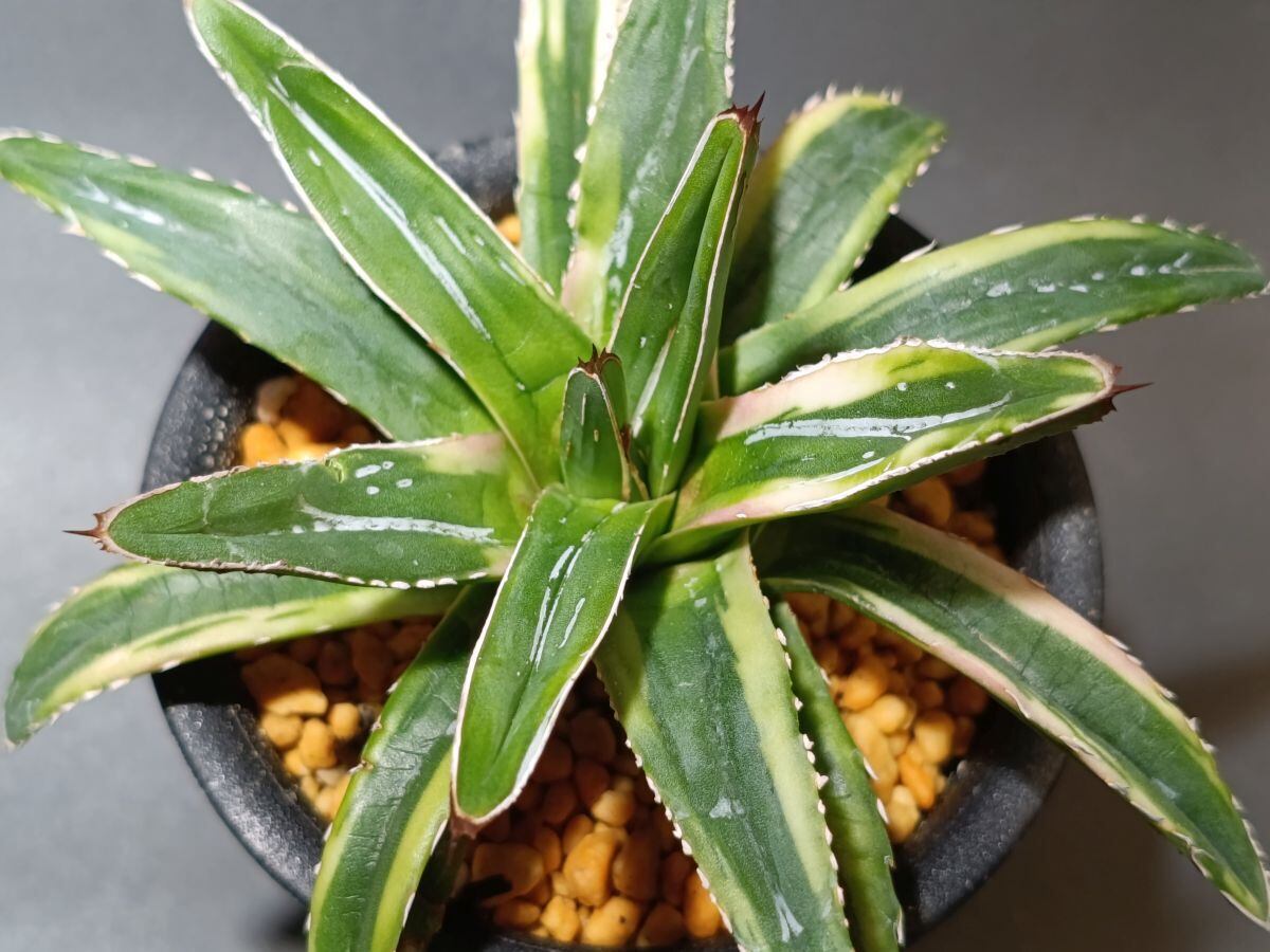 Agave victoriae-reginae f. variegata アガベ 笹の雪 覆輪斑 (後冴え
