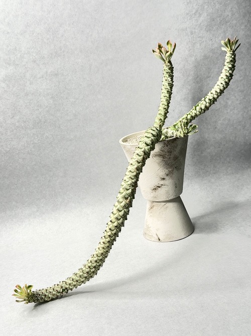 モナデニウム・ルガルディアエ錦