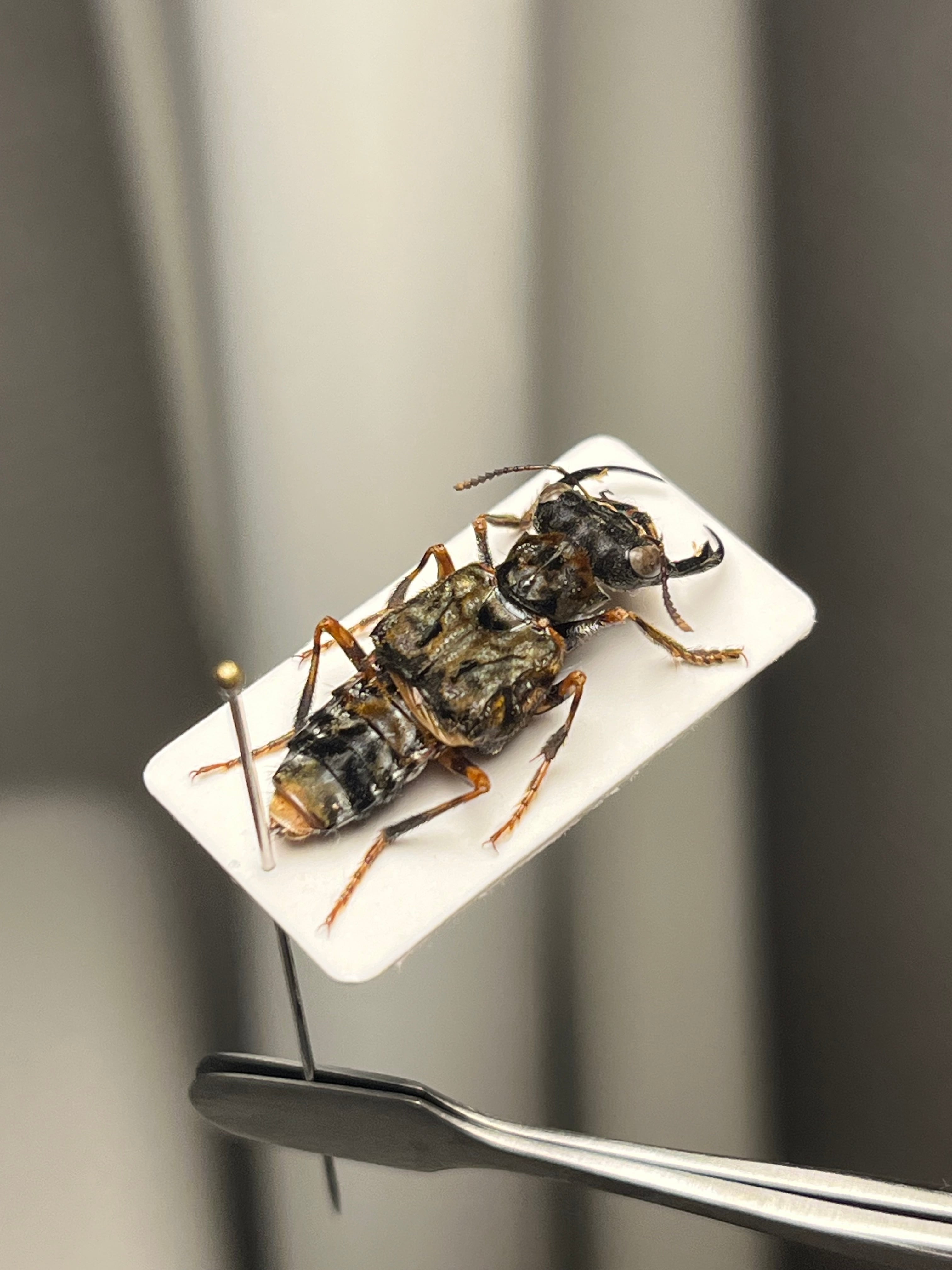 【22mm】生存戦略のため敢えて牙を短くしたキバサビハネカクシ 標本 22mm】クワガタのような大顎を有したキバサビハネカクシ 標本