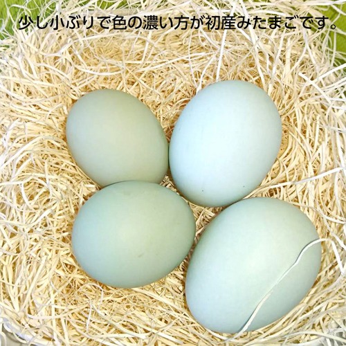 【送料無料（※沖縄除く）】初産み卵　緑の一番星　30個