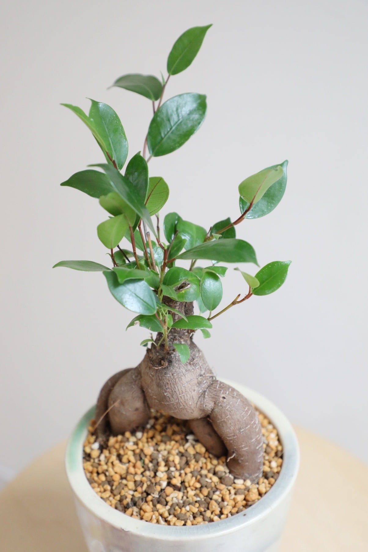 M】ガジュマル/Ficus microcarpa | 【厳選植物・器】MIDORI DOUMEI 翠