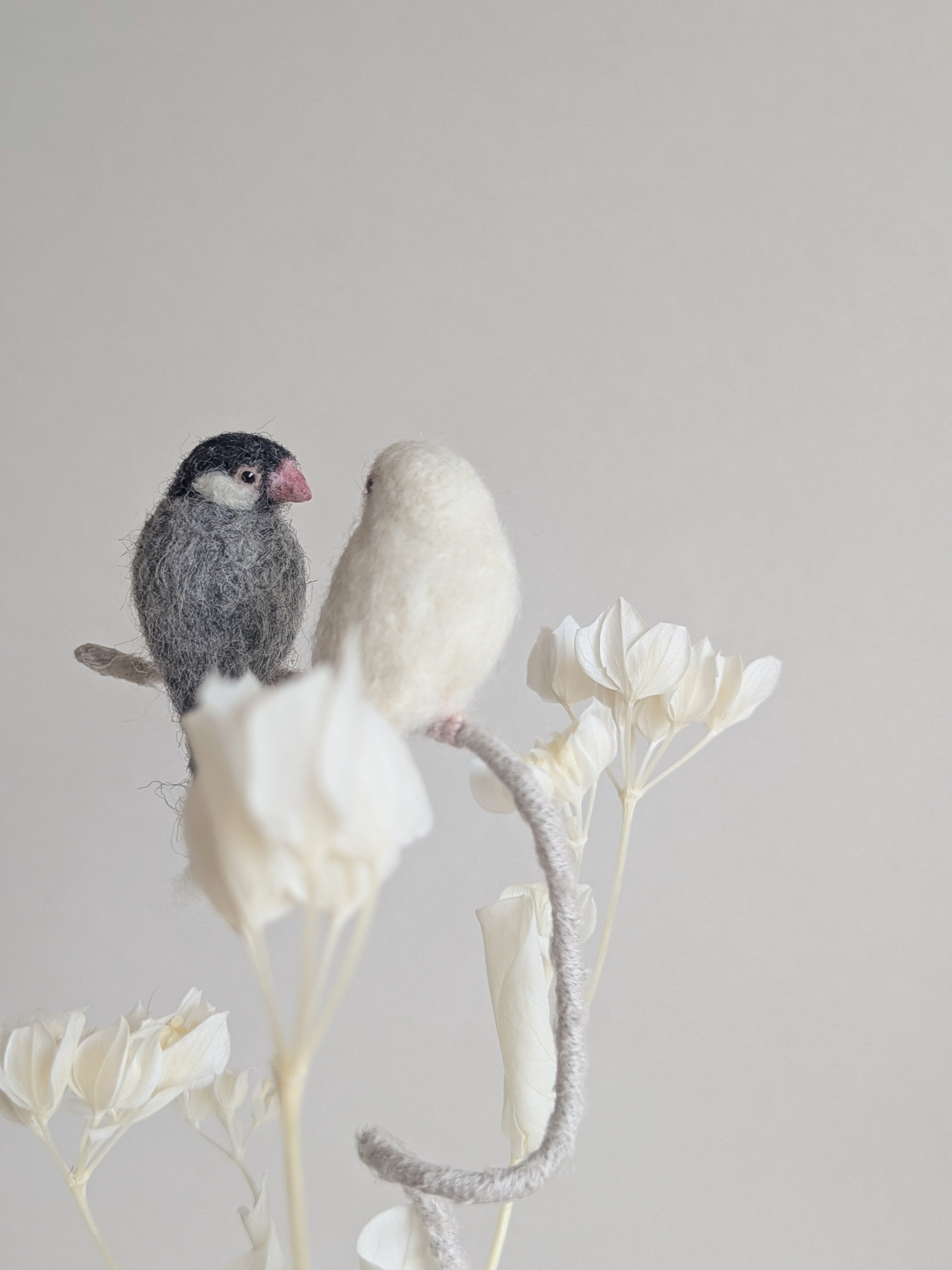 白文鳥と桜文鳥