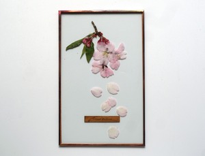 Sakura Glass Specimen-18 （彼岸桜のガラス標本）