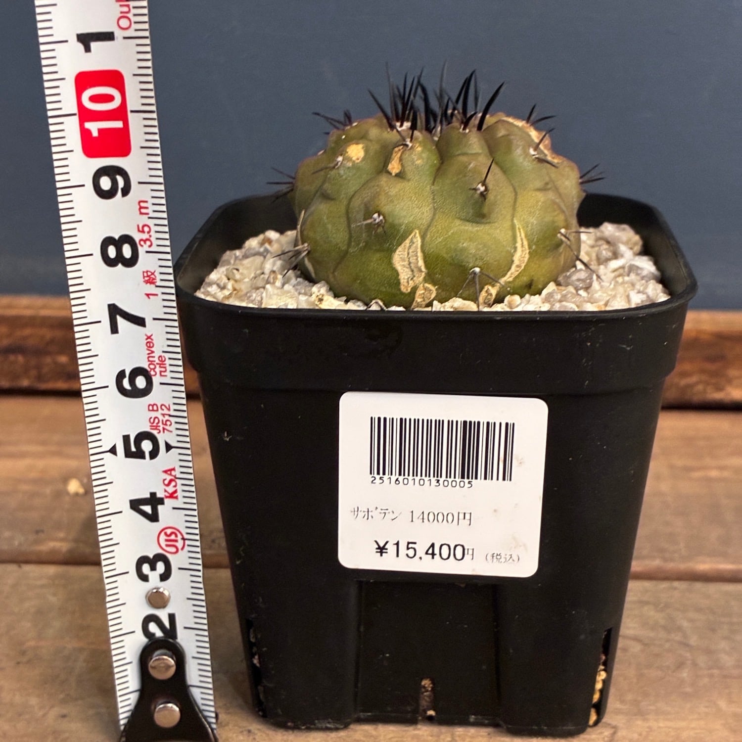 Copiapoa】サボテン コピアポア 黒王丸実生【840】 | PROTOLEAF プロト