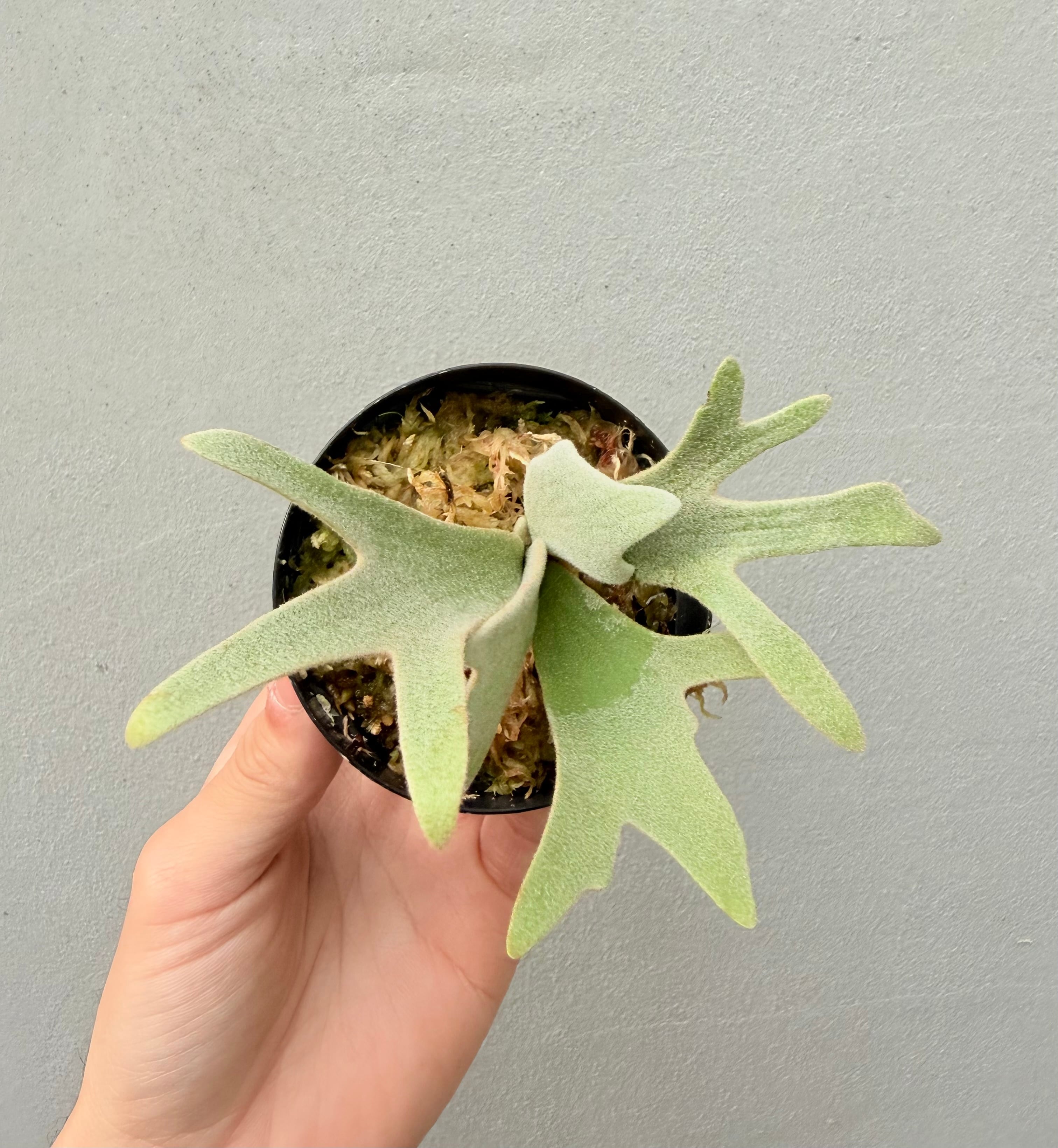 vandaka plants