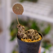 Stephania kaweesakii / ステファニア カウィーサキー㉜/ 観葉植物