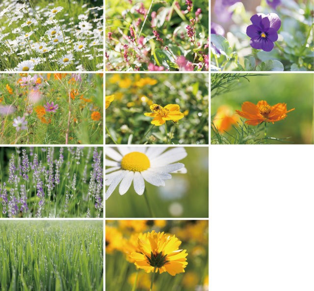 花と緑のポストカード2015（10枚セット）