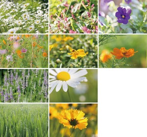 花と緑のポストカード2015（10枚セット）