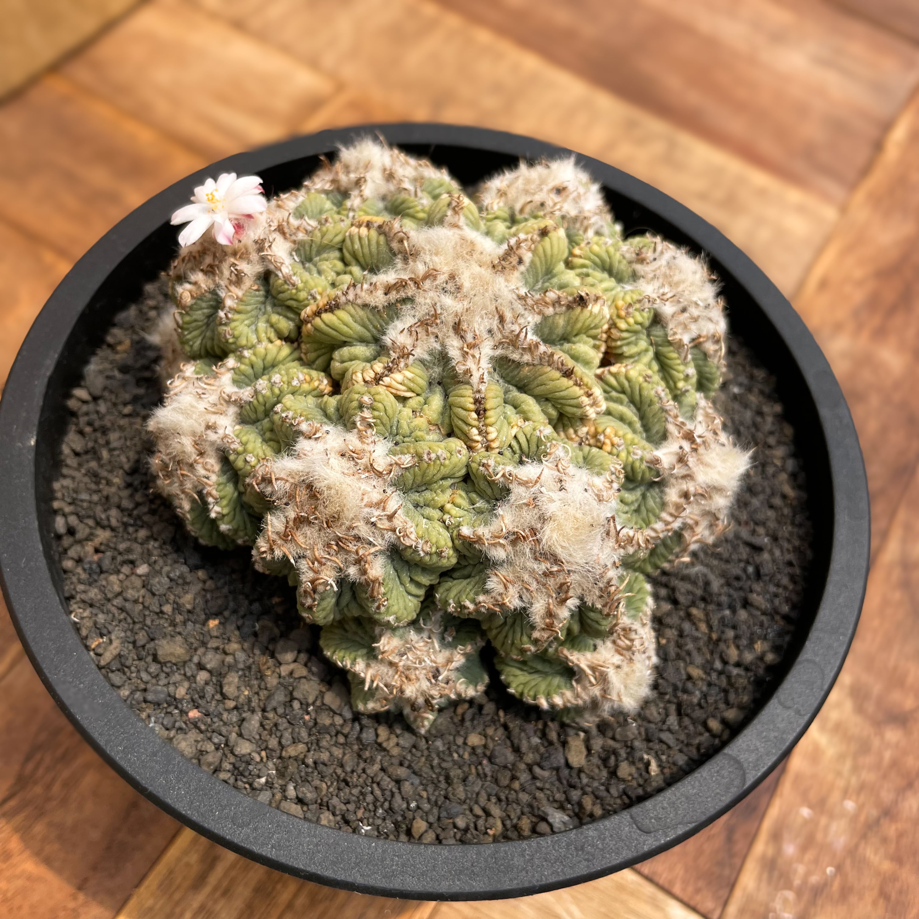 Aztekium ritteri【アズテキウム・花籠・実生】 | RIMO'S GREEN