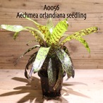 【送料無料】Aechmea orlandiana seedling〔エクメア〕現品発送A0056