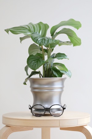 【S】カラテア オルビフォリア/Calathea