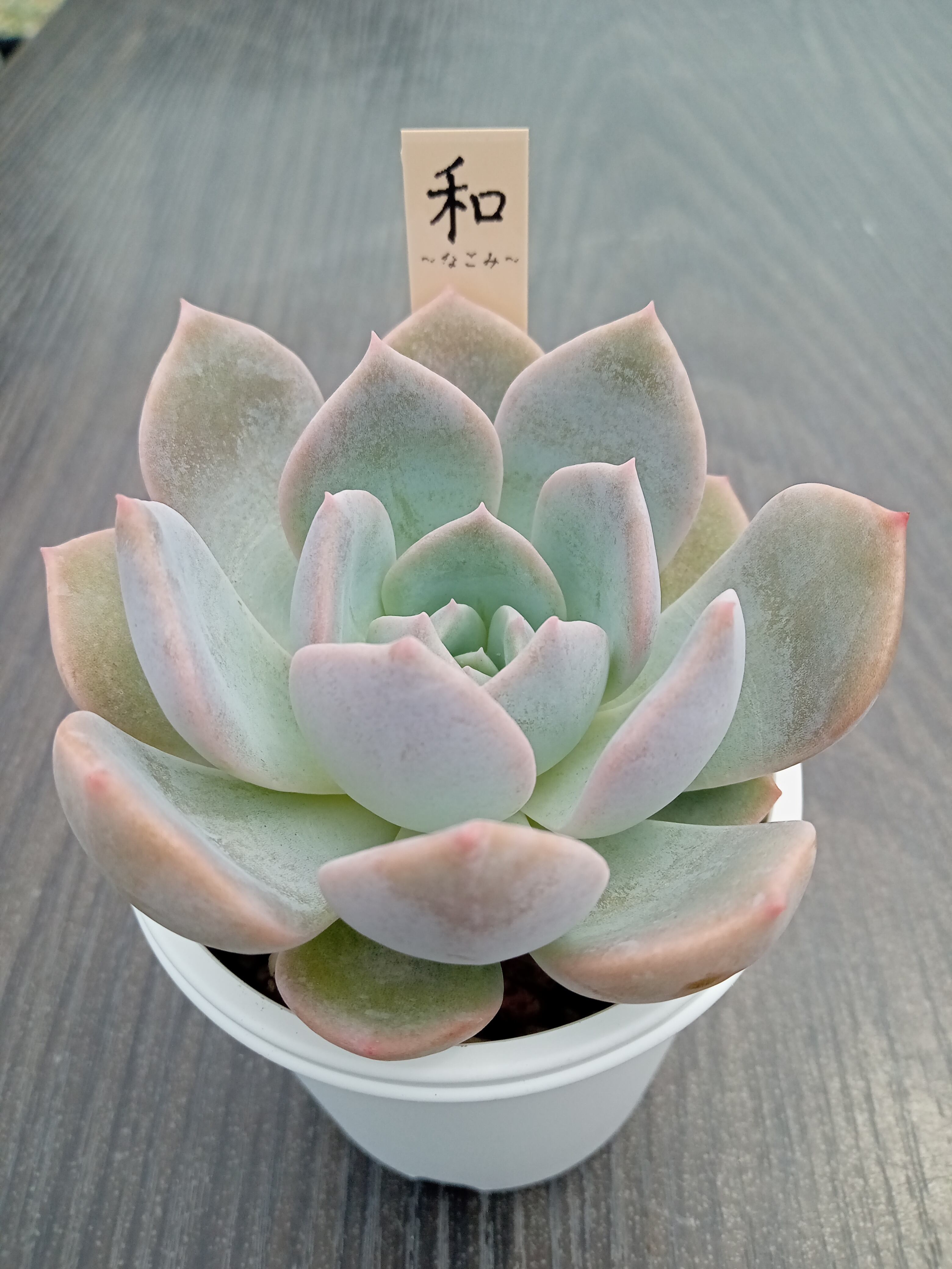 ハートチョイス☓ストリクチフローラノヴァ | 多肉植物 和〜なごみ〜