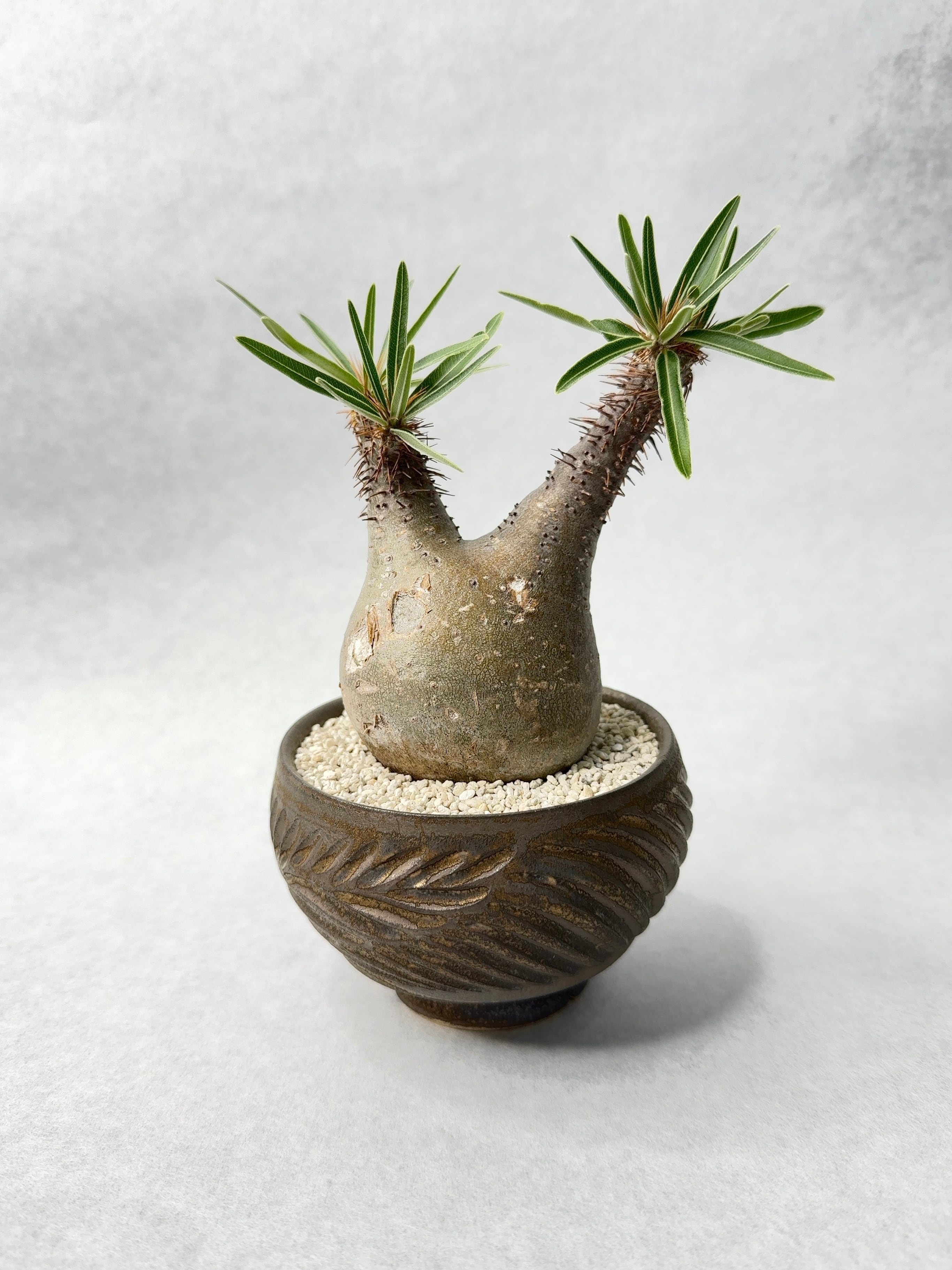 パキポディウム・グラキリス