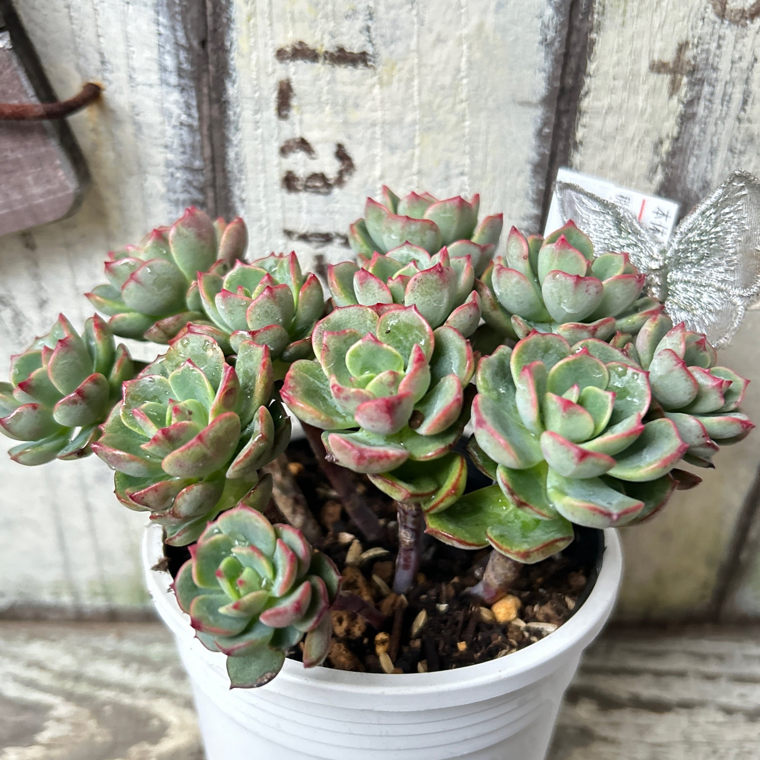 レッドタンゴ | RuPo 多肉植物専門店