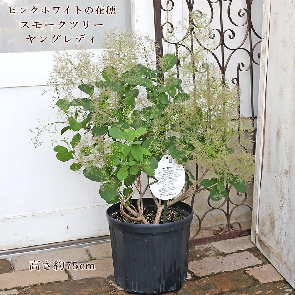 常緑苗木 オリーブ シプレッシーノ 3号 ソウジュ 創樹 SOUJU 庭木