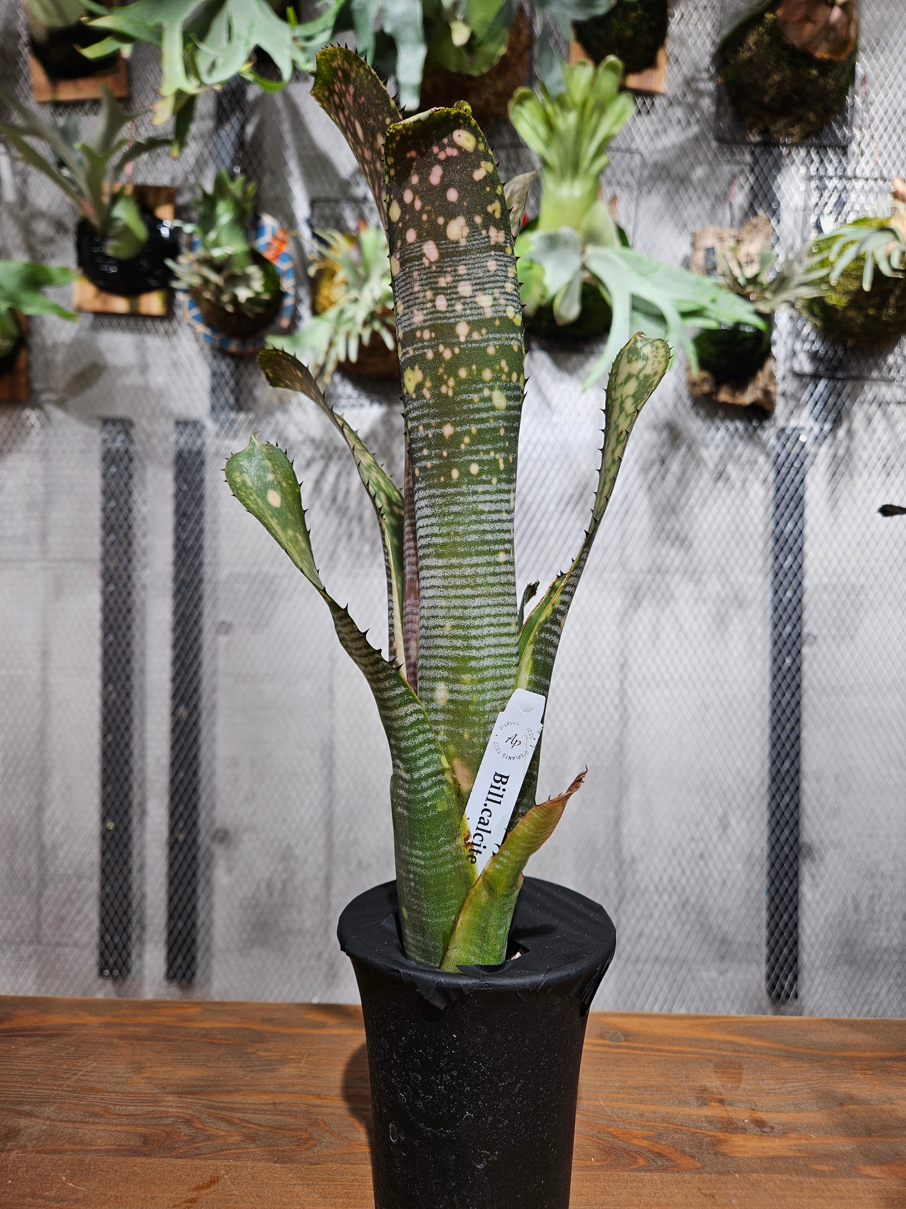 ブロメリア・エアープランツ Billbergia Calcite Billbergia Calcite 【artPLANTs】ビルベルギア/Billbergia