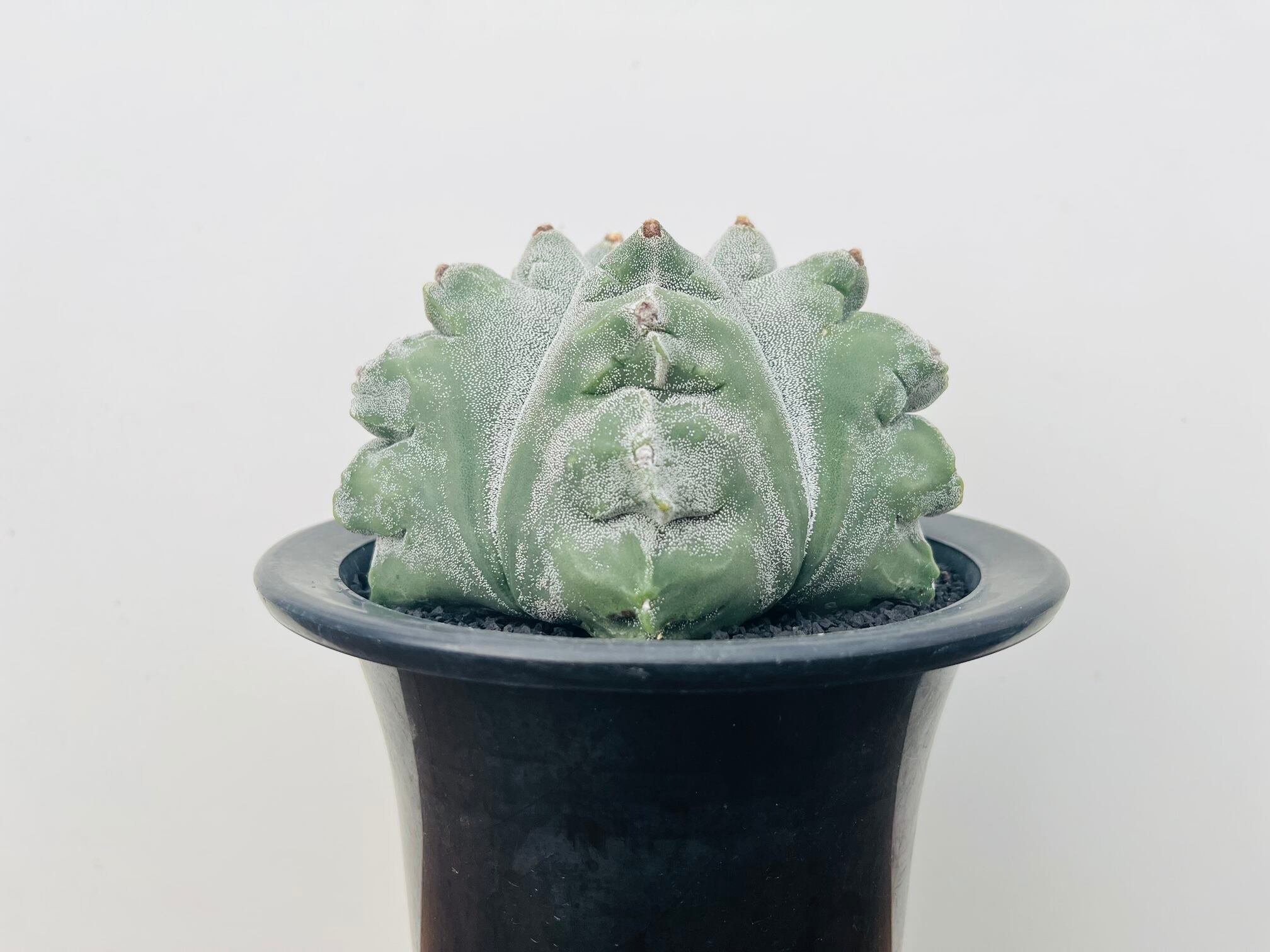 Astrophytum Myriostigma アストロフィツム ランポー玉 亀甲ランポー 鸞鳳玉 サボテン Plants Maru ー 多肉植物 サボテン 園芸グッズのお店 ー