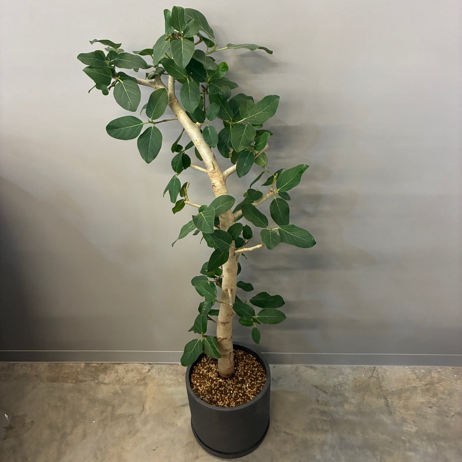観葉植物 | PROTOLEAF プロトリーフ
