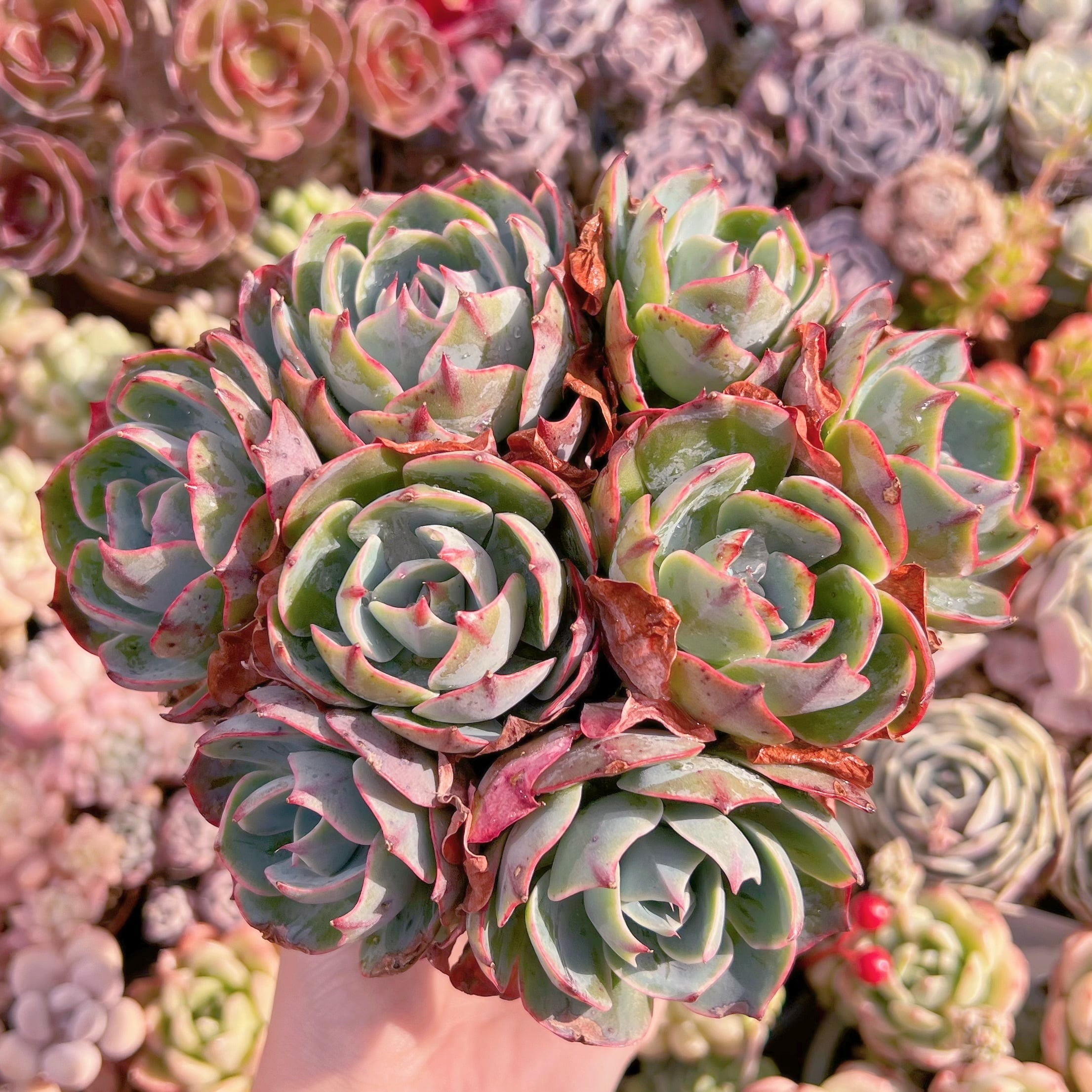 現品　アミスター#340　大群生　るる農園