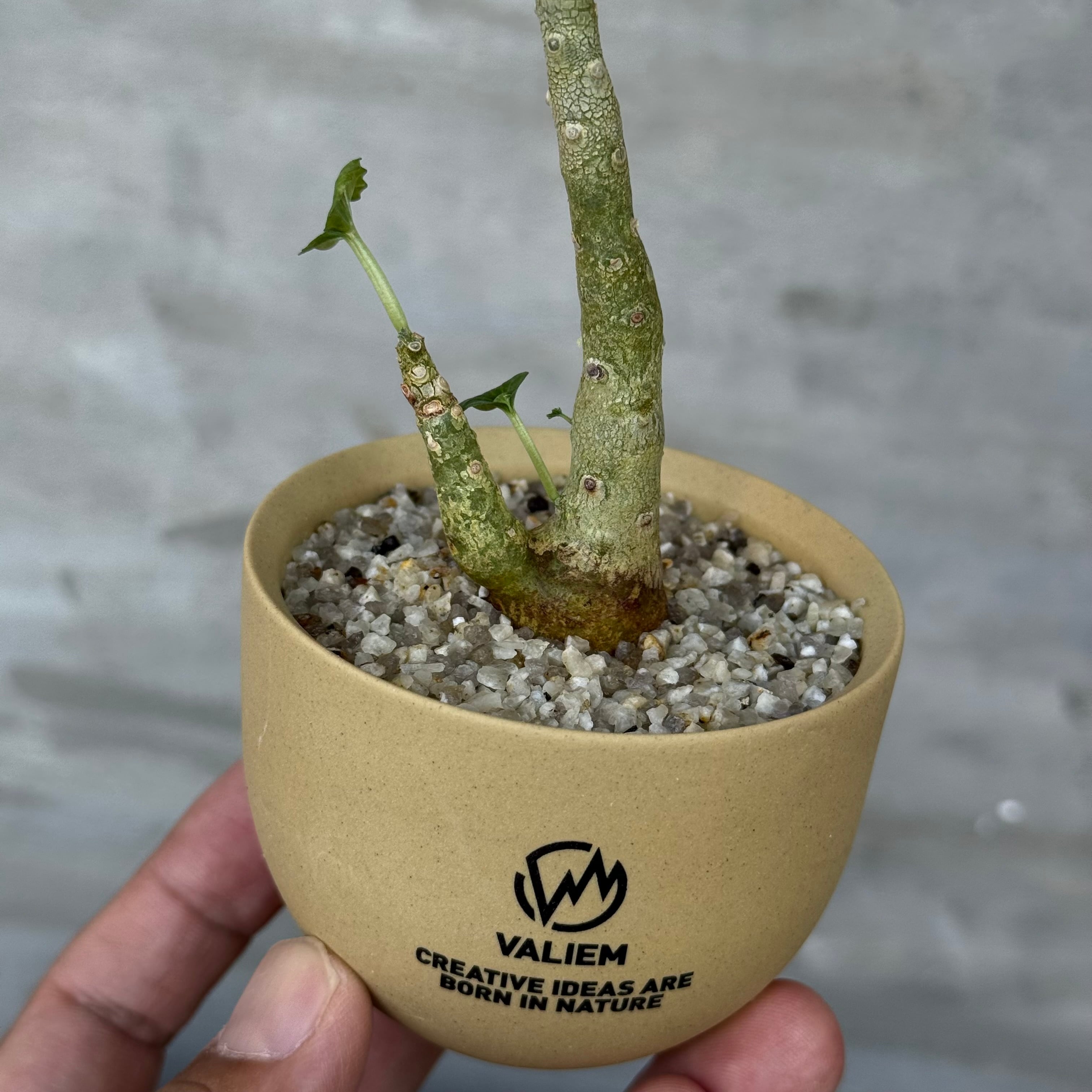 8/10（月）21:00より再販！【植物鉢】 Valiem GHOST（BOWL / Lサイズ