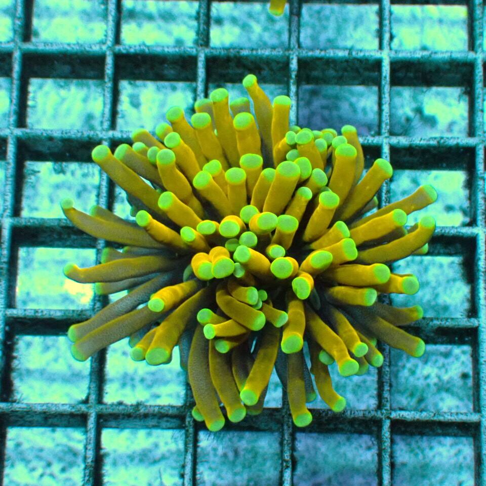 リーフチャージ べっぴん珊瑚 | HOUSE REEF(ハウスリーフ)サンゴ・海水