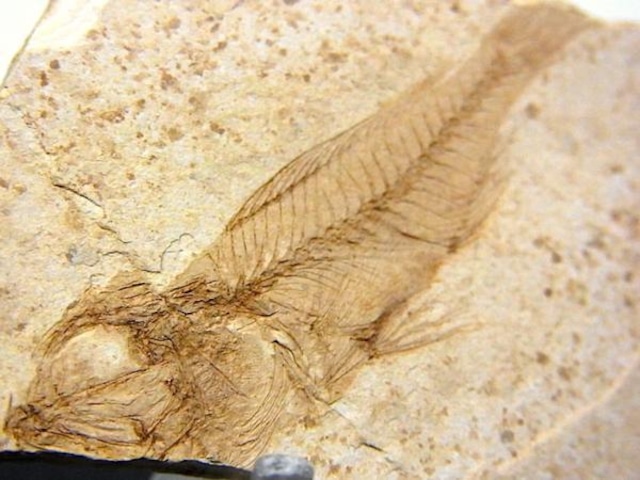 【 化石 】魚化石 Serranus budesis ポーランド