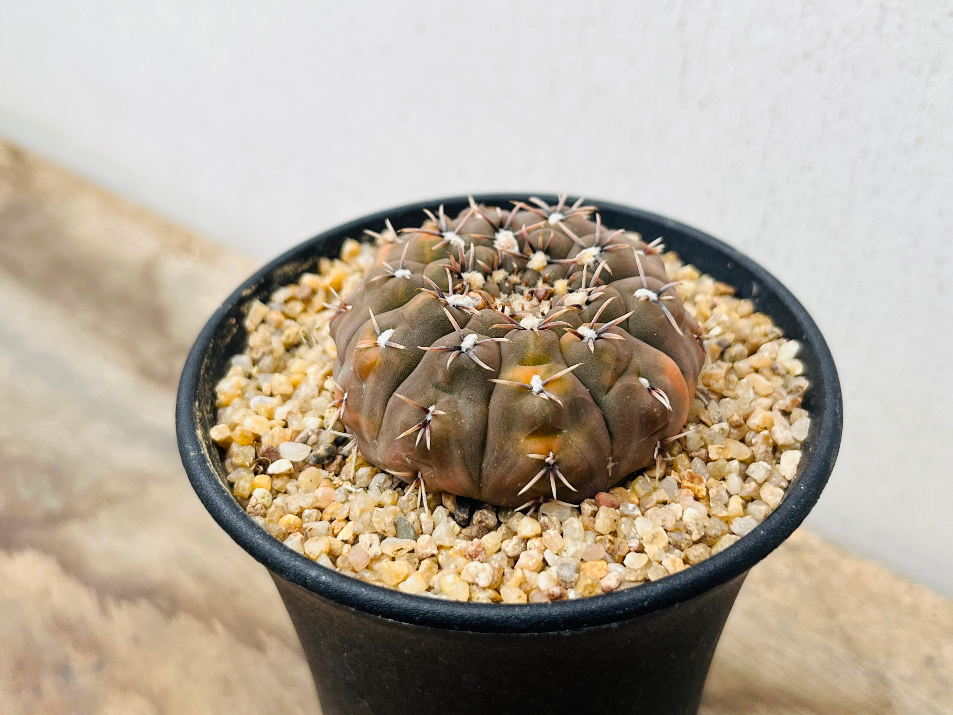 Gymnocalycium bodenbenderianum ギムノカリキュウム 怪竜丸錦