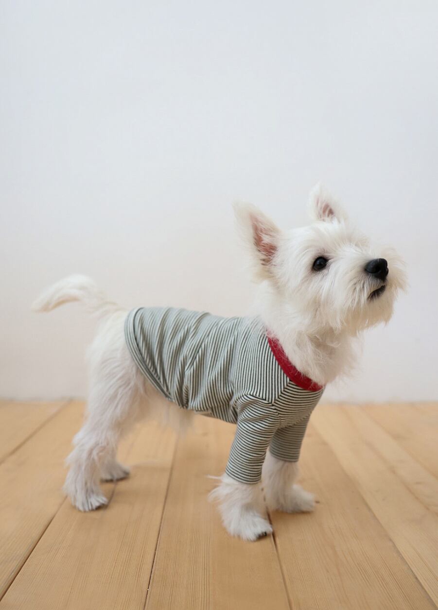 〈即納アイテム〉Dverry / ソフト ストライプ Tシャツ(Red)