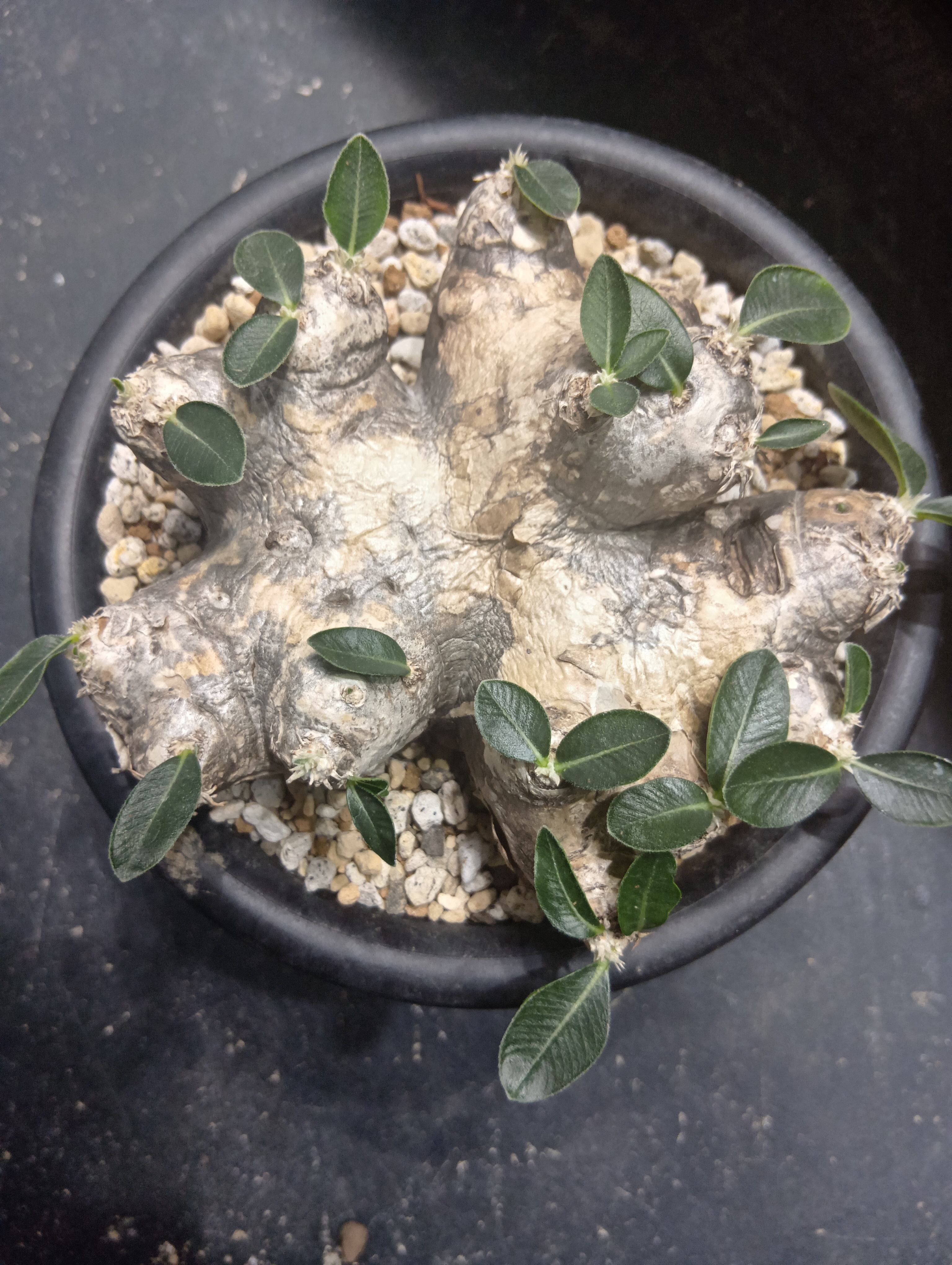 パキポディウム ブレビカウレ 現地球No.2 | Buenaplant