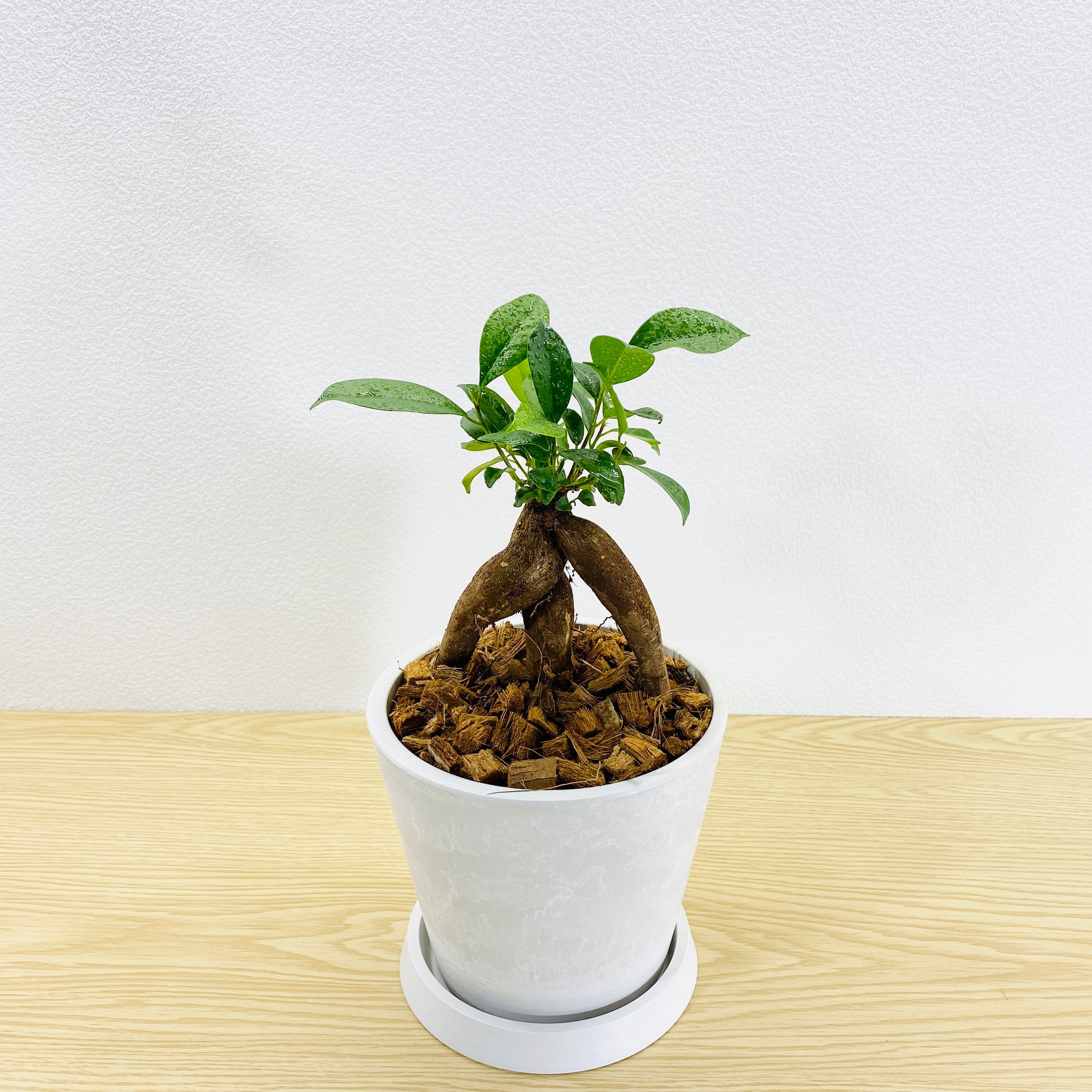 ガジュマル・多幸の木 [観葉植物・1点もの] | Herbree・観葉植物の通販