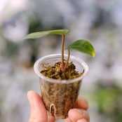 【実生】Anthurium Carlablackiae / アンスリウム カーラブラッキー⑨│観葉植物