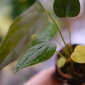 【希少】Anthurium Queen of Heart / アンスリウム クイーン オブ ハート⑫ / 観葉植物<育て方・花言葉>