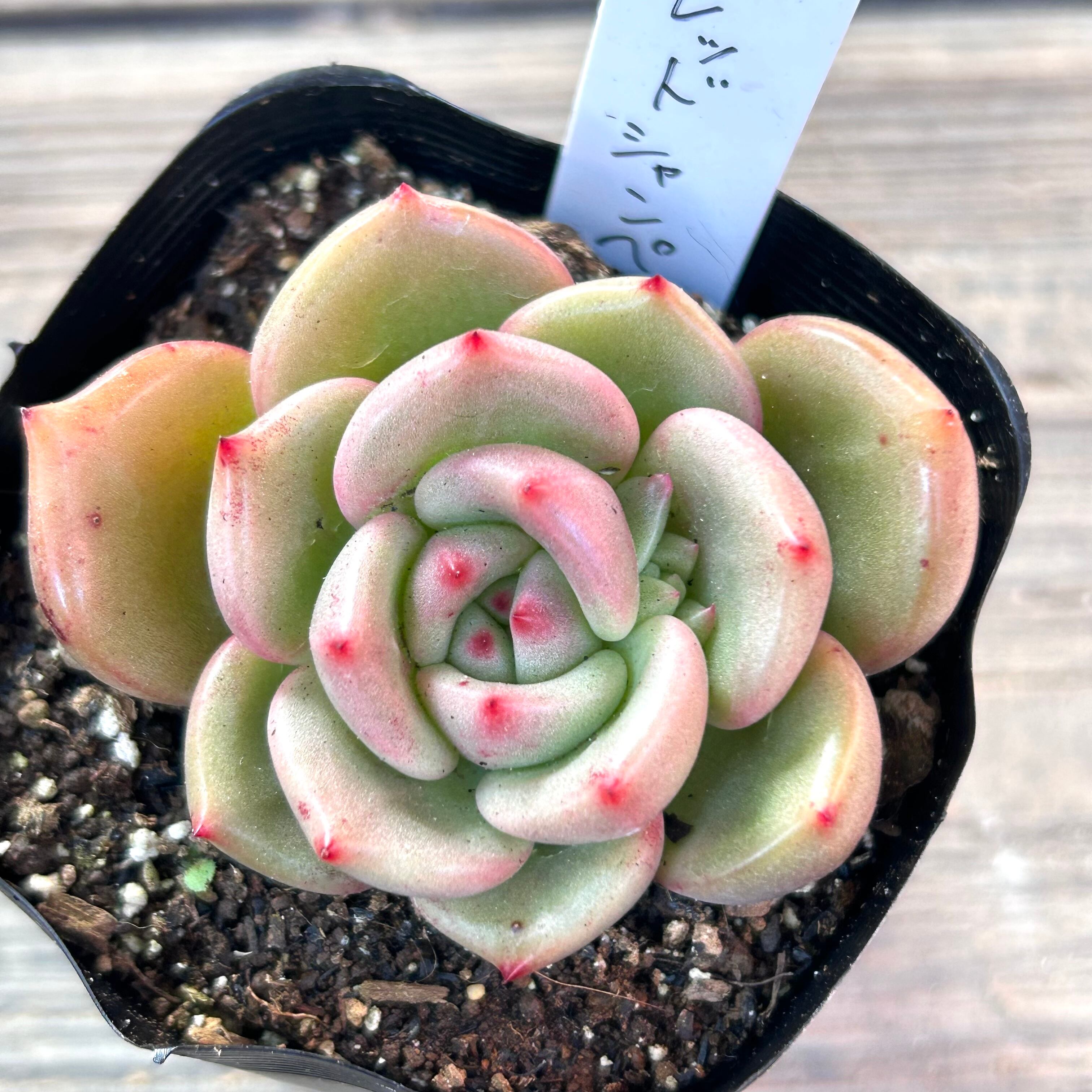 レッドシャンペン | RuPo 多肉植物専門店