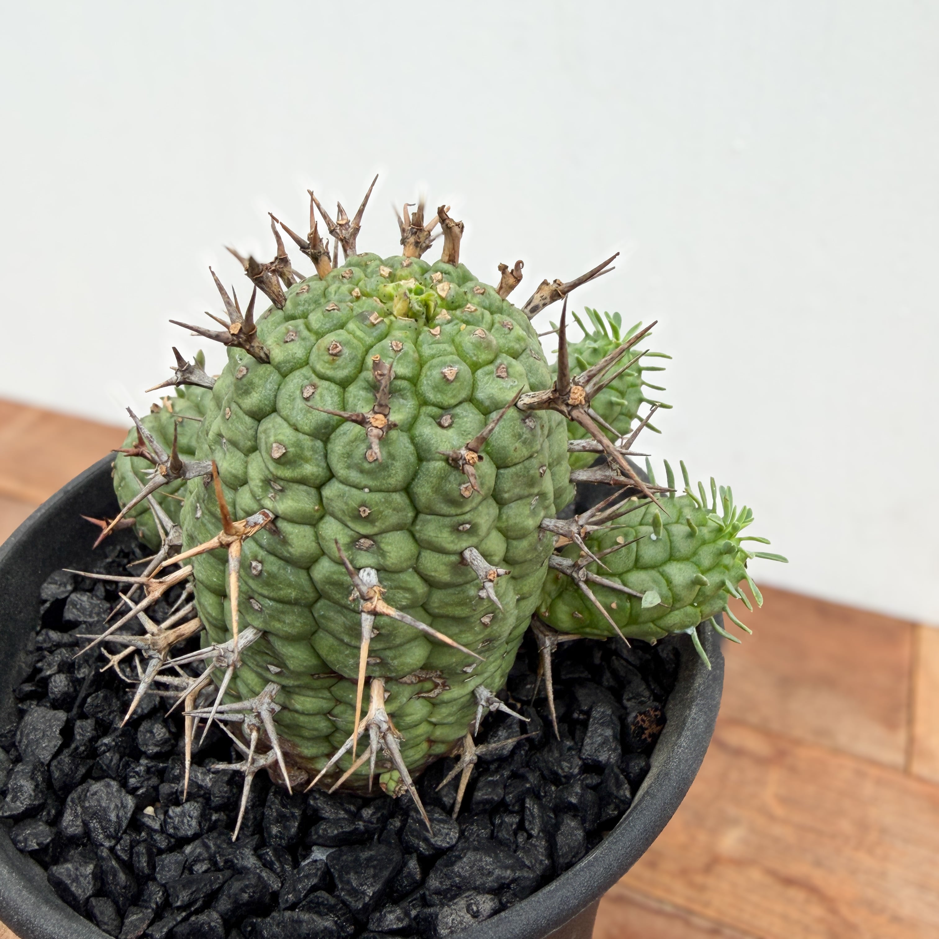 Euphorbia Stellispina【ユーフォルビア・群星冠・ステリスピナ