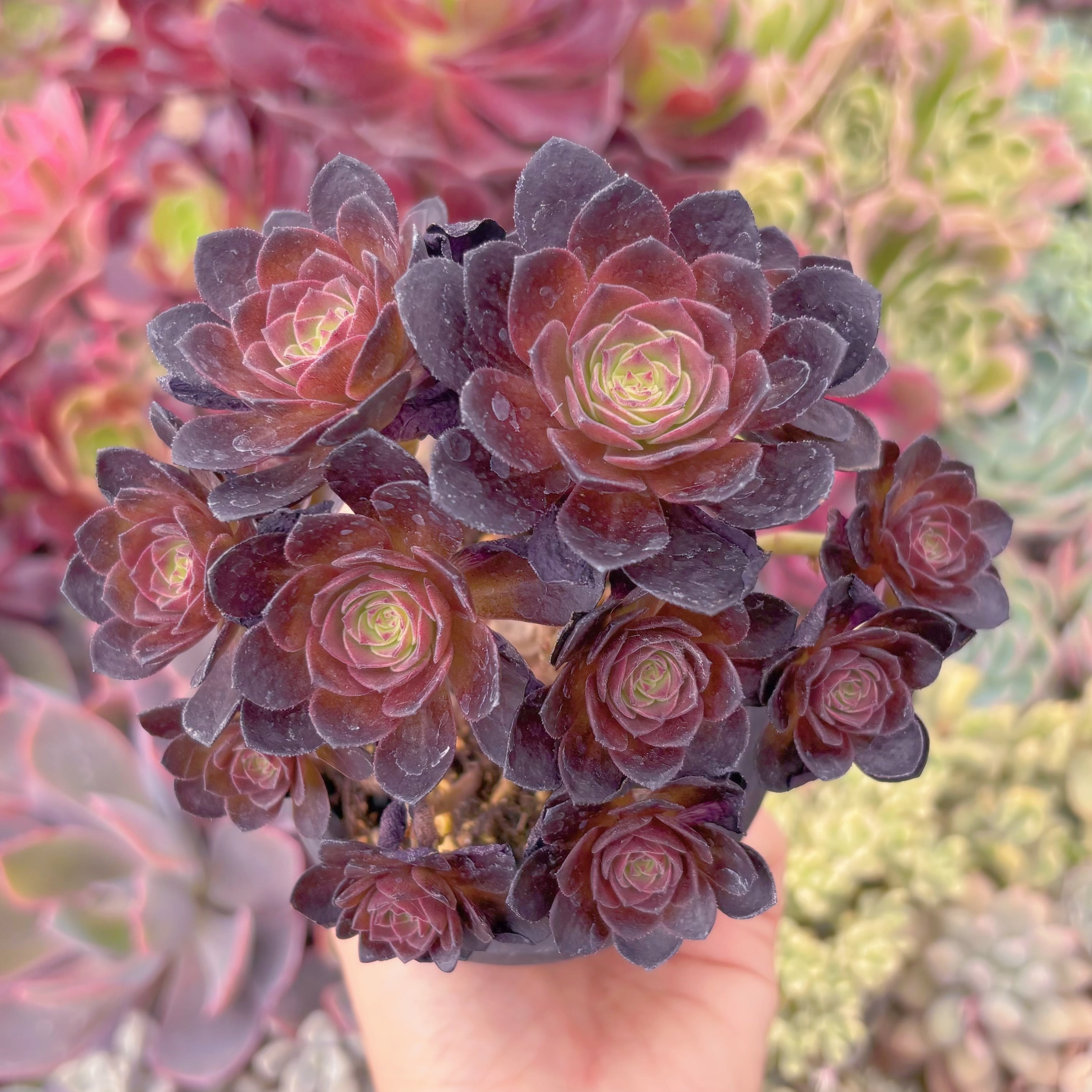 現品　赤焔蓮#F099　群生　新入荷　るる農園