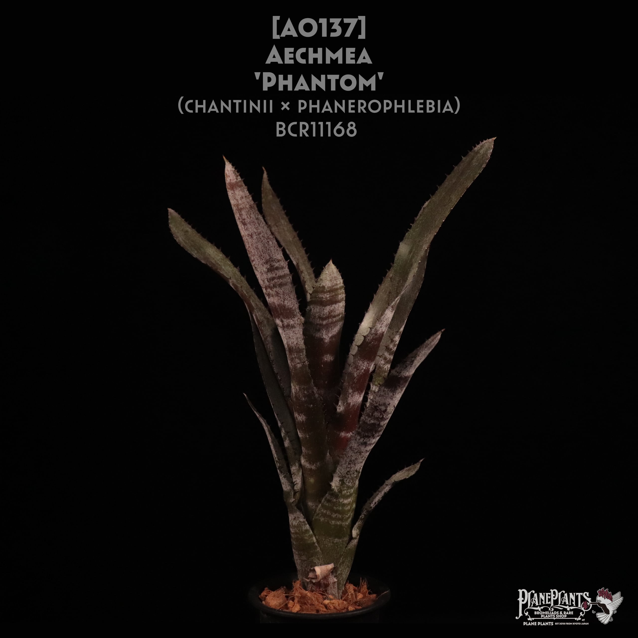 【送料無料】Aechmea 'Phantom'〔エクメア〕現品発送A0137