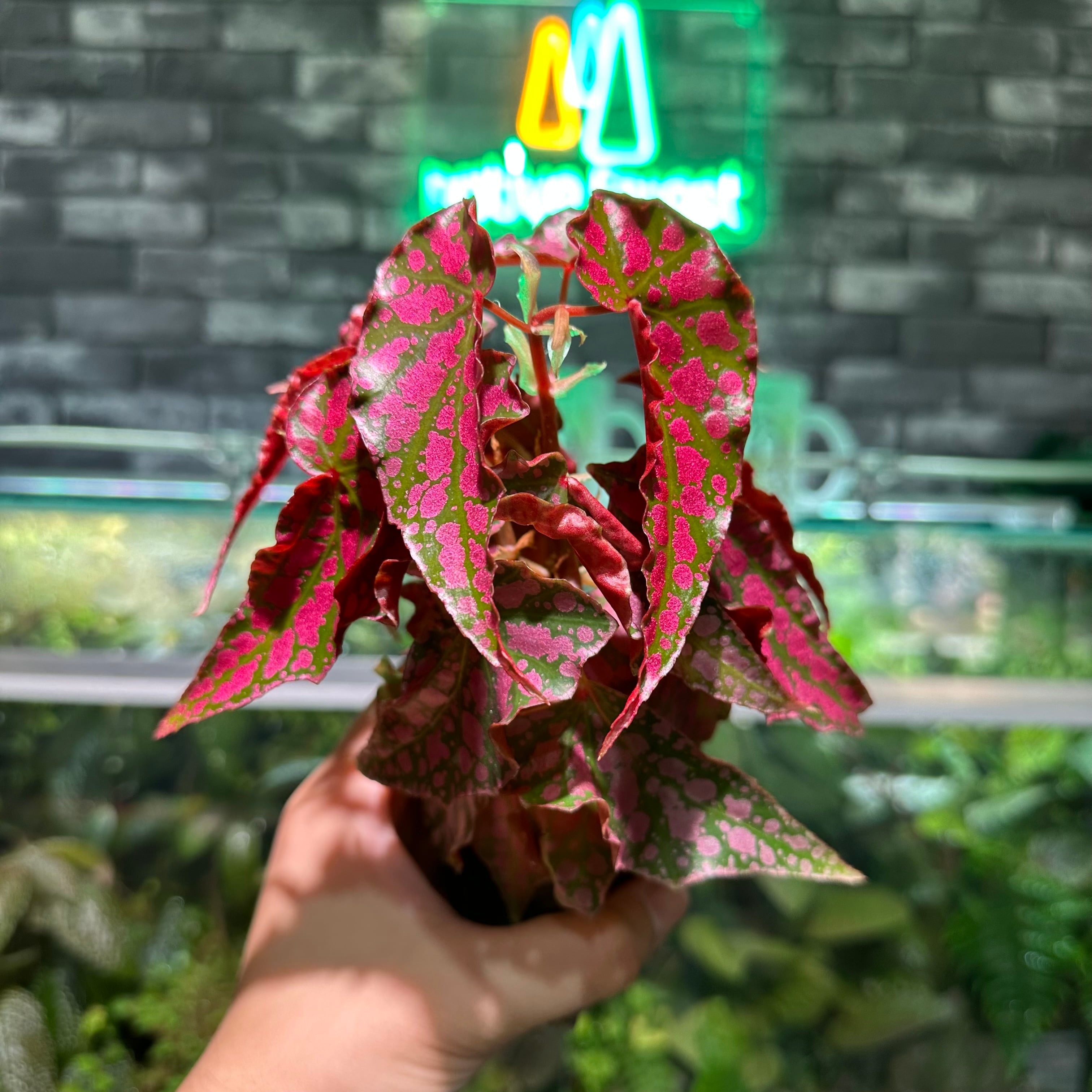 ベゴニア 出雲の煌星 斑入り -Begonia Izumo no Kiraboshi variegated