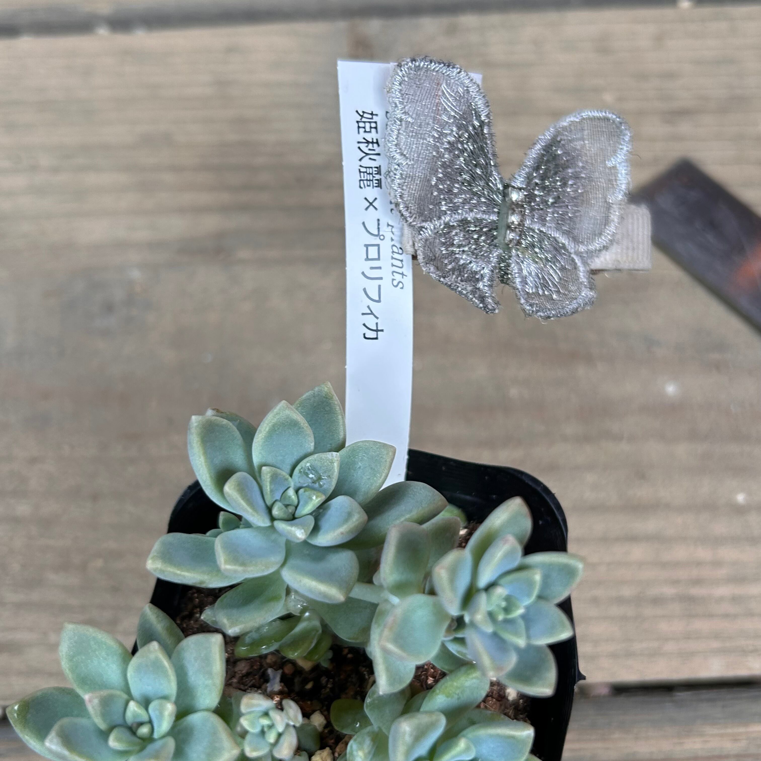 姫秋麗×プロリフィカ(匠園芸 | RuPo 多肉植物専門店